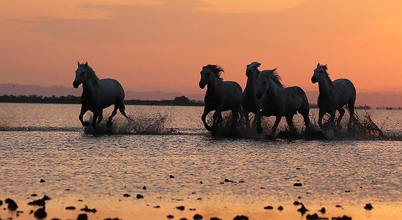 Sunrise - Camargue