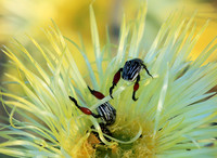 Namaqualand - South Africa