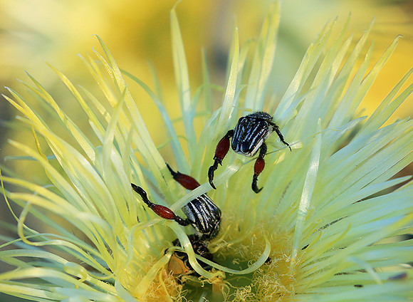 Namaqualand - South Africa