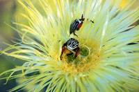 Namaqualand - South Africa