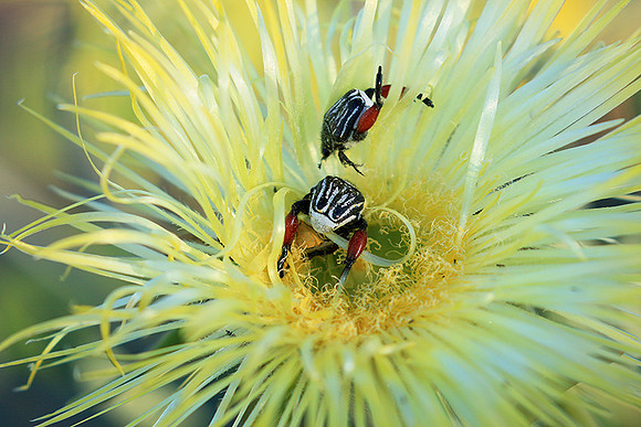 Namaqualand - South Africa