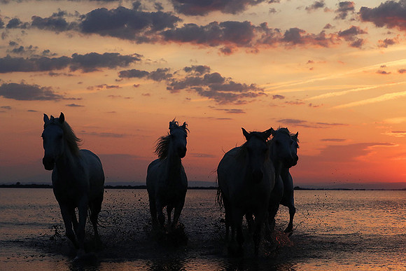 Sunrise - Camargue