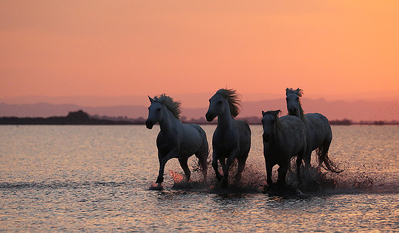 Sunrise - Camargue