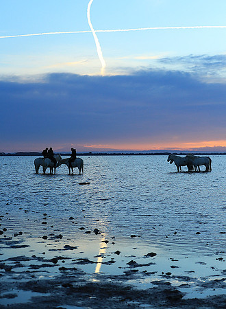Camargue