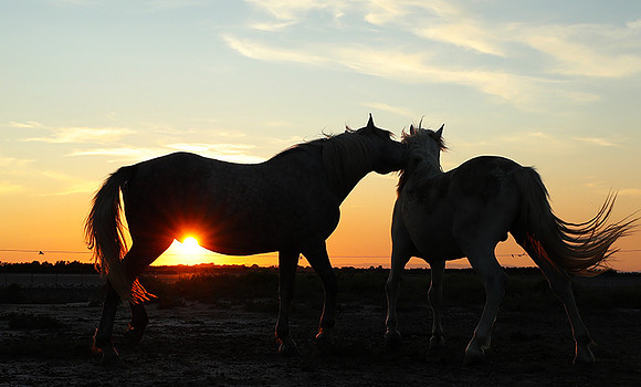 Sunset - Camargue