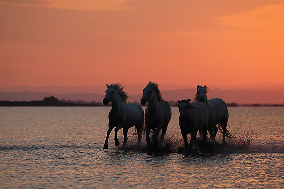 Sunrise - Camargue