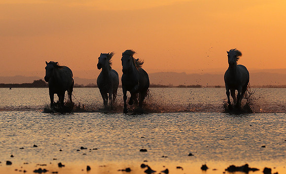 Sunrise - Camargue