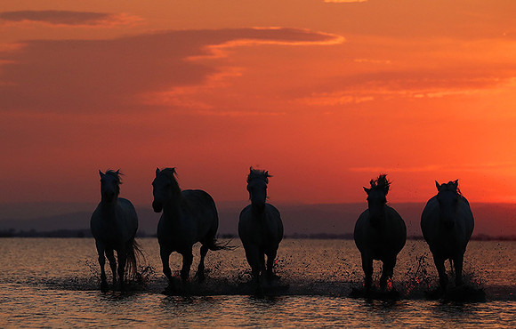 Sunrise - Camargue