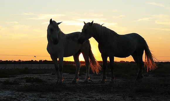 Sunset - Camargue