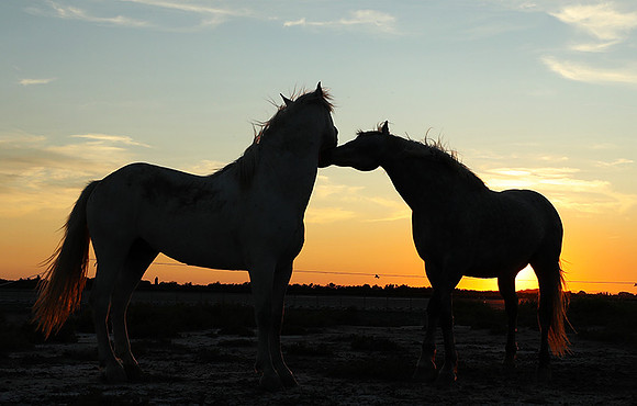 Sunset - Camargue