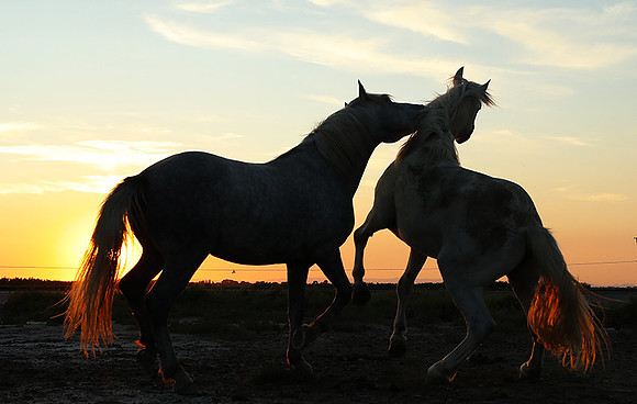 Sunset - Camargue