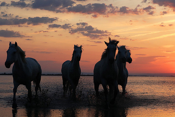 Sunrise - Camargue