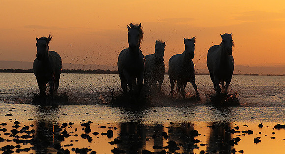 Sunrise - Camargue