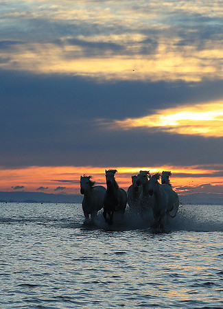 Sunrise - Camargue