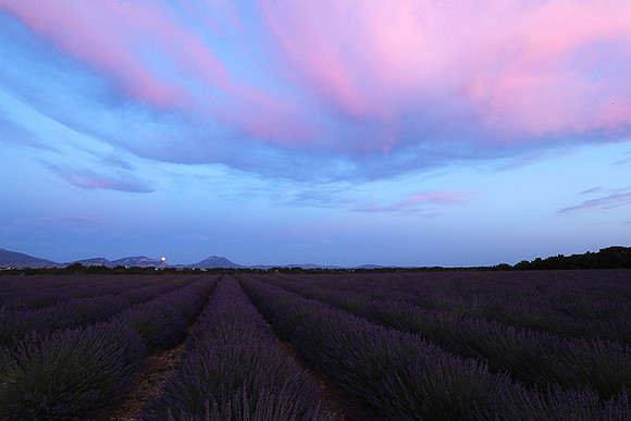 Sunset over lavender fields - Provence