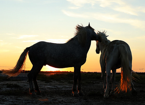Sunset - Camargue