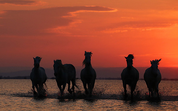Sunrise - Camargue