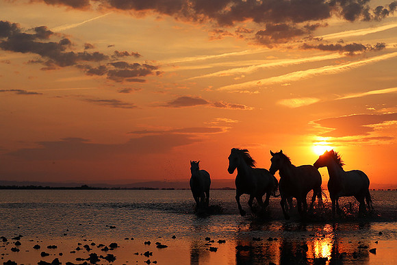 Sunrise - Camargue