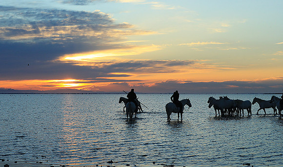 Camargue