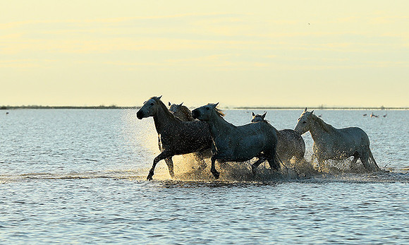 Sunrise - Camargue