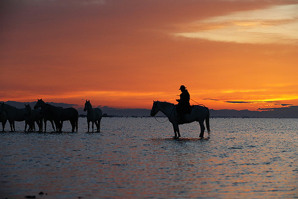 Camargue