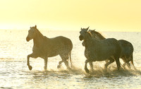 Sunrise - Camargue