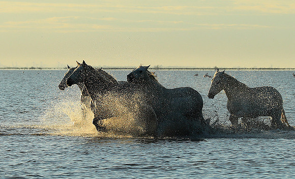 Sunrise - Camargue