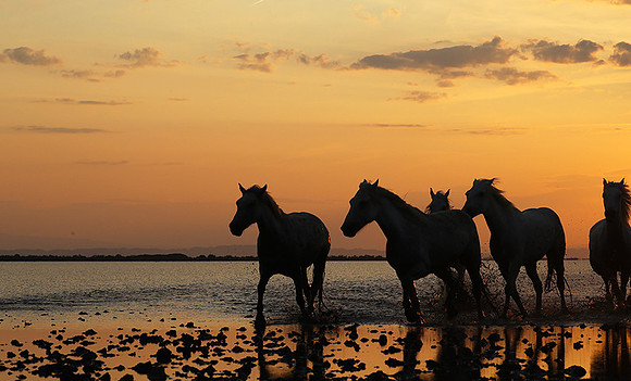 Sunrise - Camargue