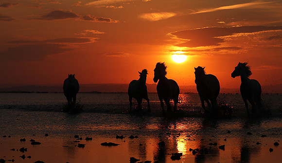 Sunrise - Camargue