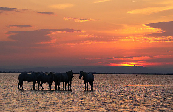 Sunrise - Camargue