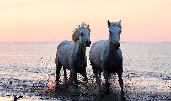Sunrise - Camargue