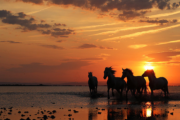 Sunrise - Camargue