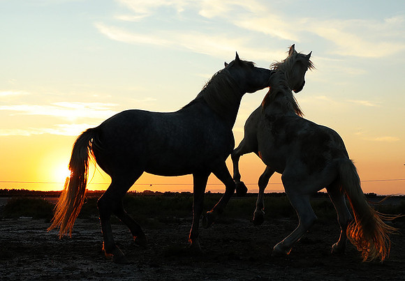 Sunset - Camargue