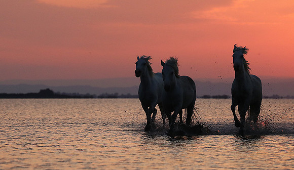 Sunrise - Camargue