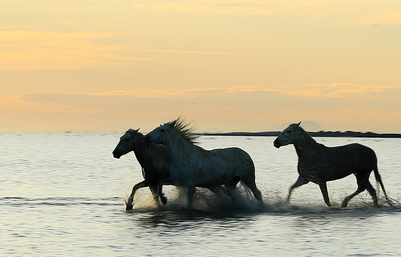 Sunrise - Camargue