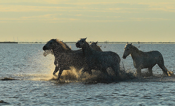Sunrise - Camargue