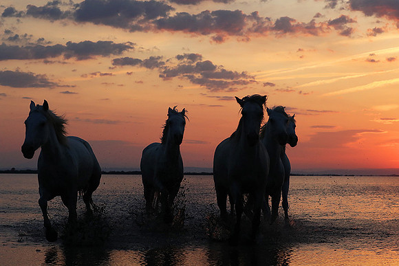 Sunrise - Camargue