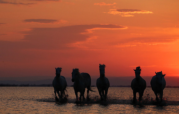 Sunrise - Camargue