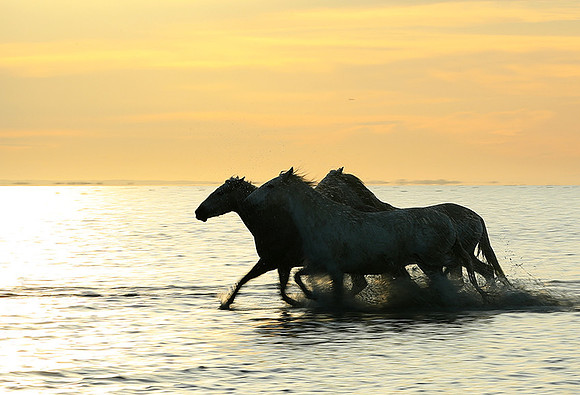 Sunrise - Camargue