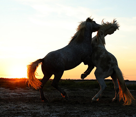 Sunset - Camargue