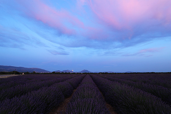 Sunset over lavender fields - Provence