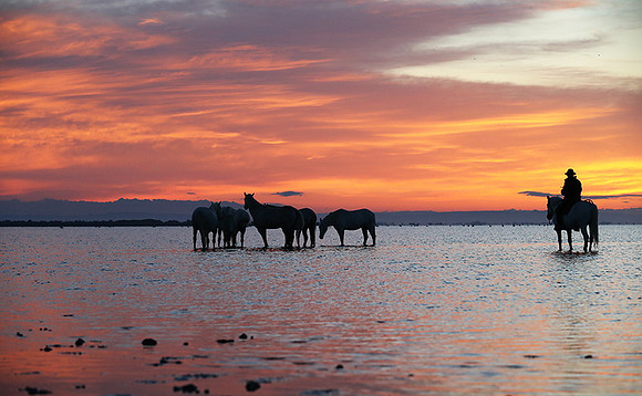 Camargue