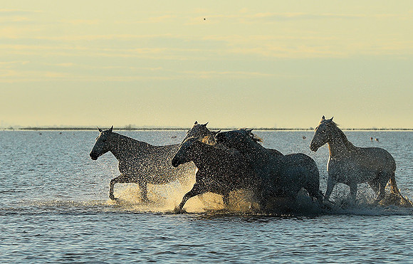 Sunrise - Camargue