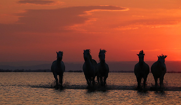 Sunrise - Camargue