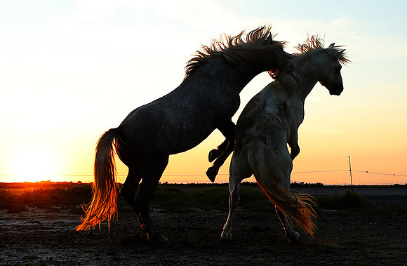 Sunset - Camargue