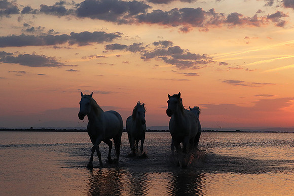 Sunrise - Camargue