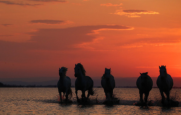 Sunrise - Camargue
