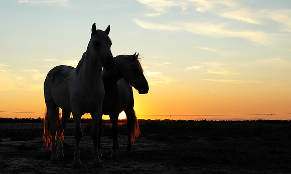 Sunset - Camargue