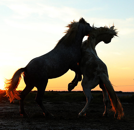 Sunset - Camargue