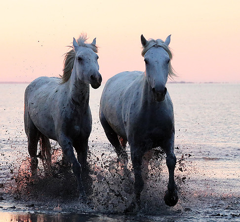 Sunrise - Camargue
